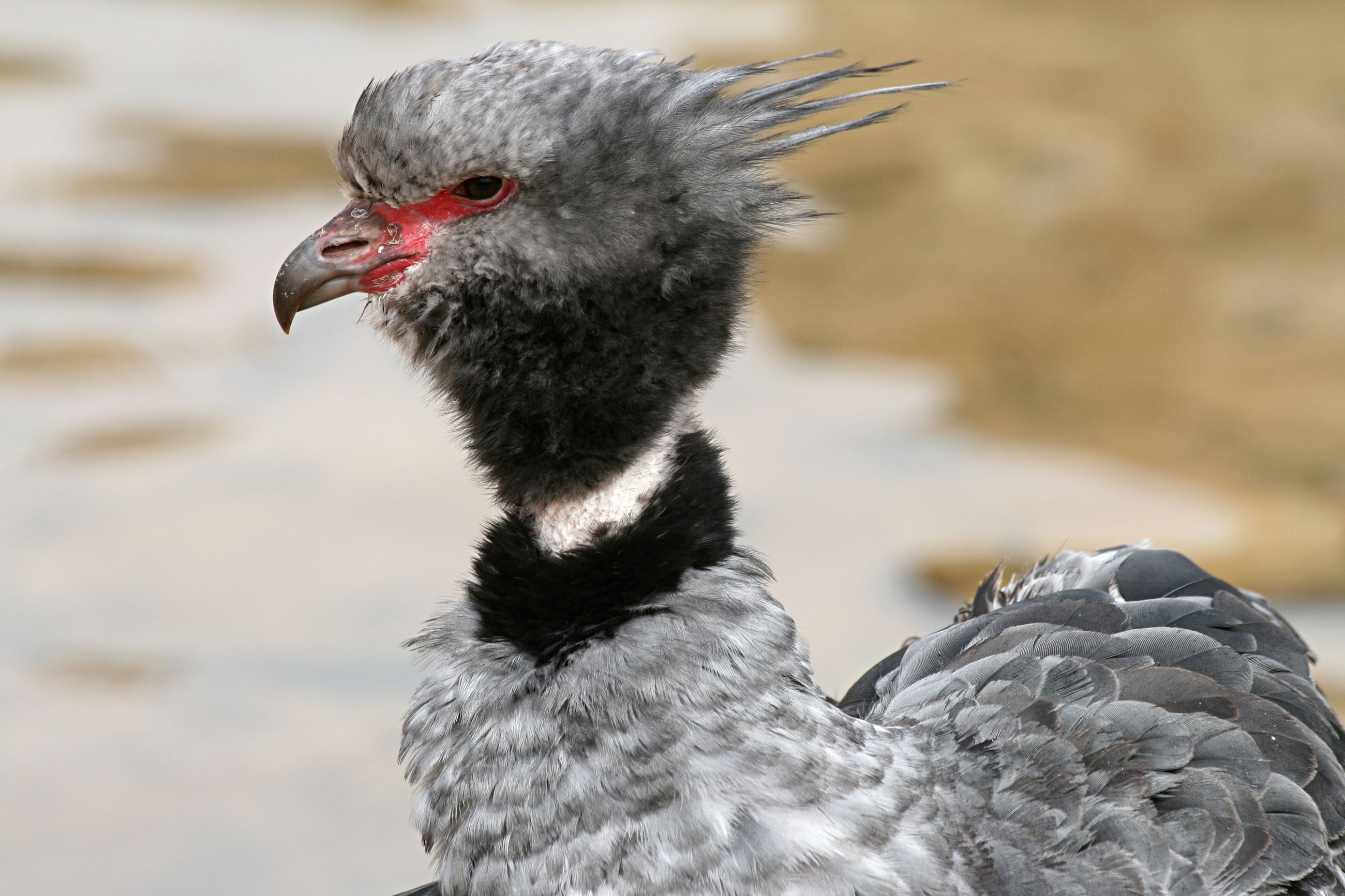 Crested Screamer
