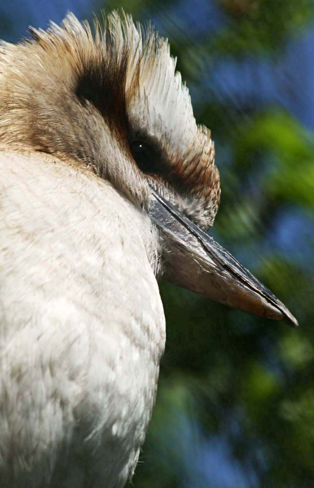 Kookaburra with Raised Feathers
