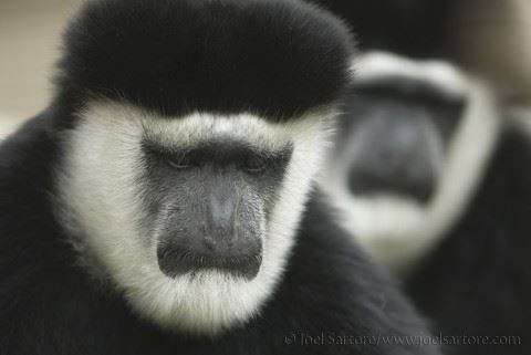Two Black and White Colobus Monkeys
