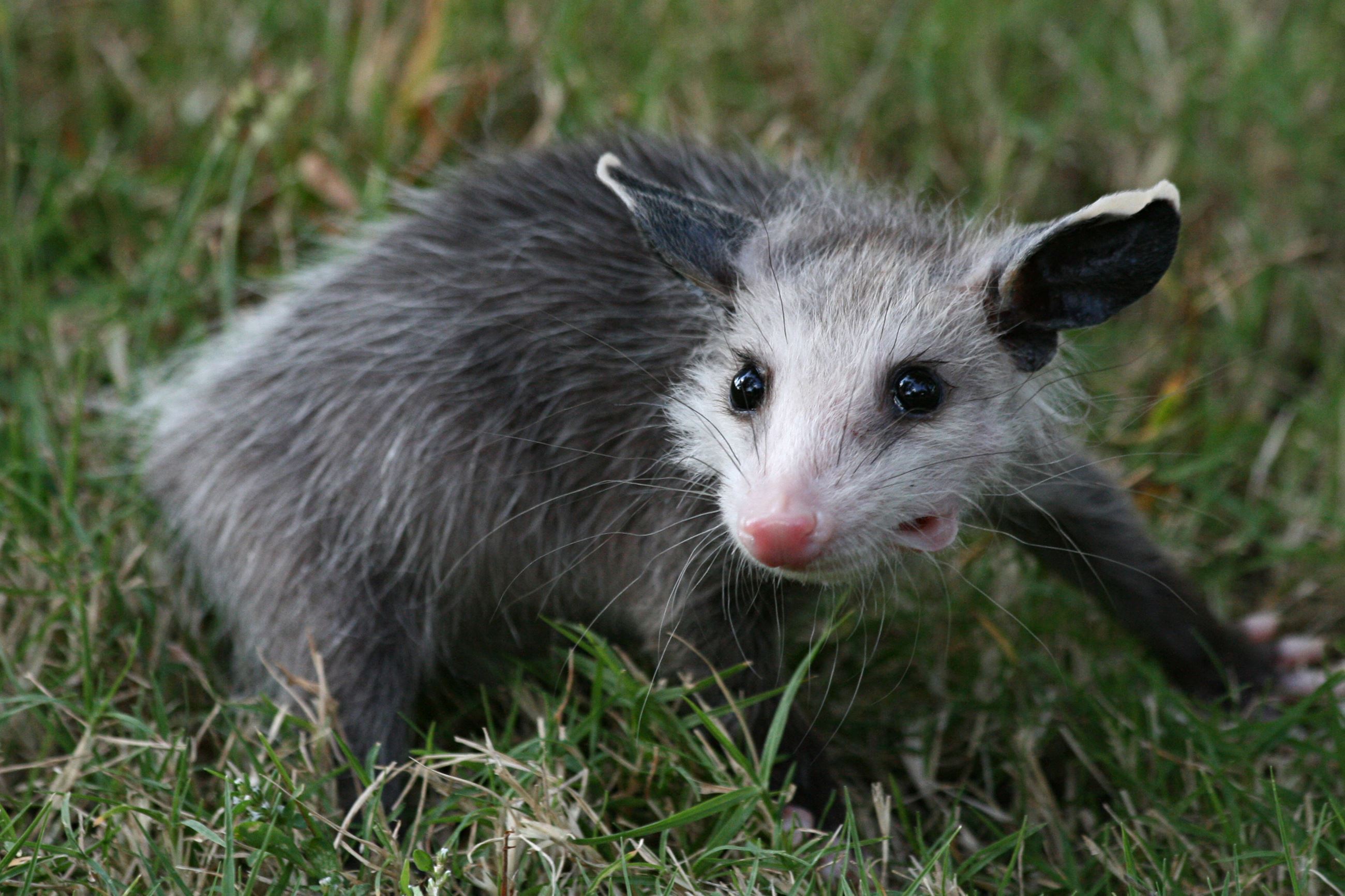 Virginia Opossum