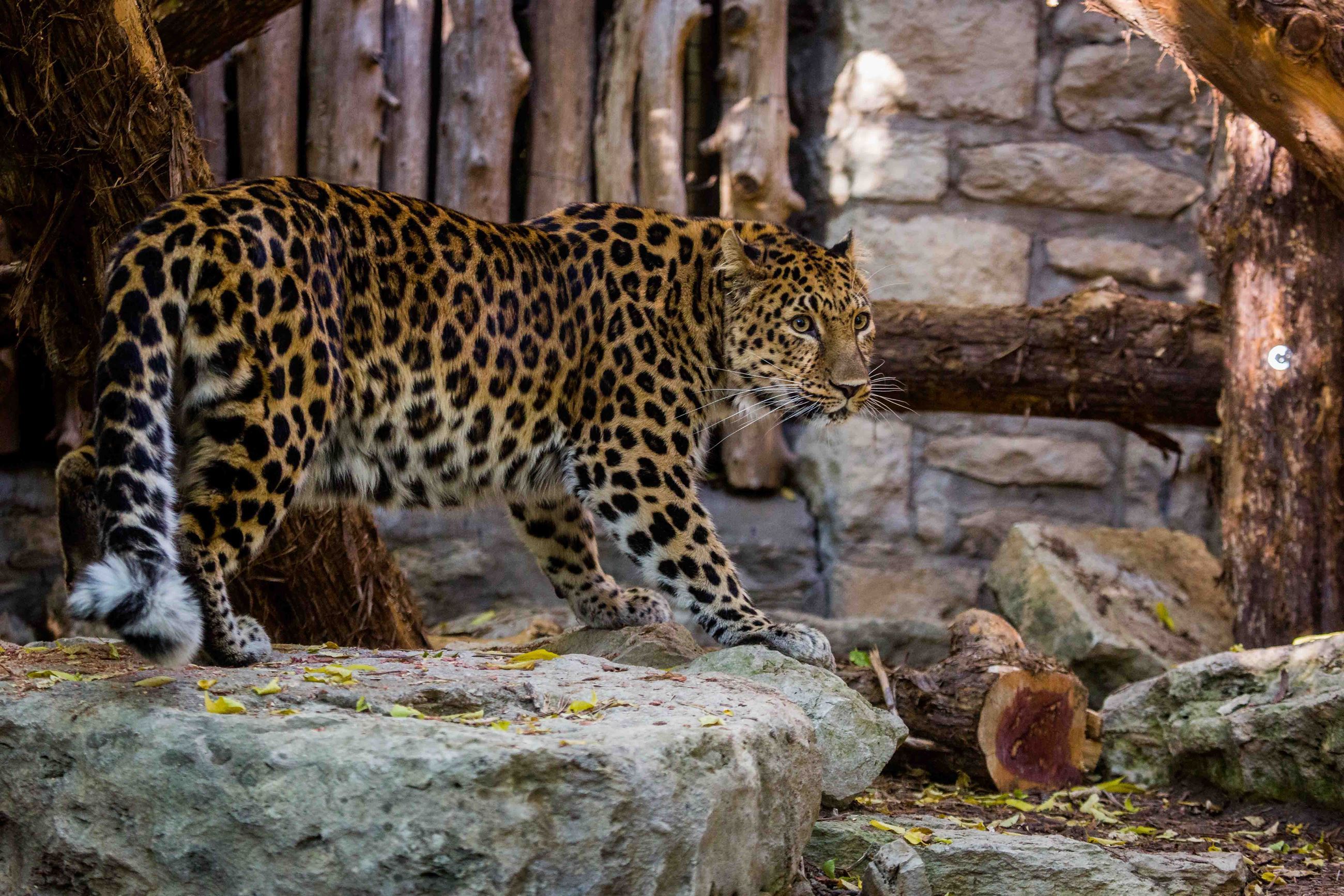 Amur Leopard Prowling on a Rock Ledge